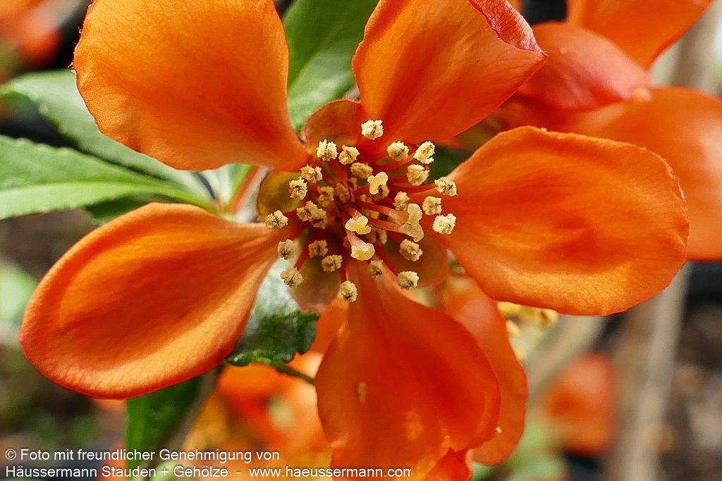 Essbare Zierquitte 'Cido' (Chaenomeles japonica)