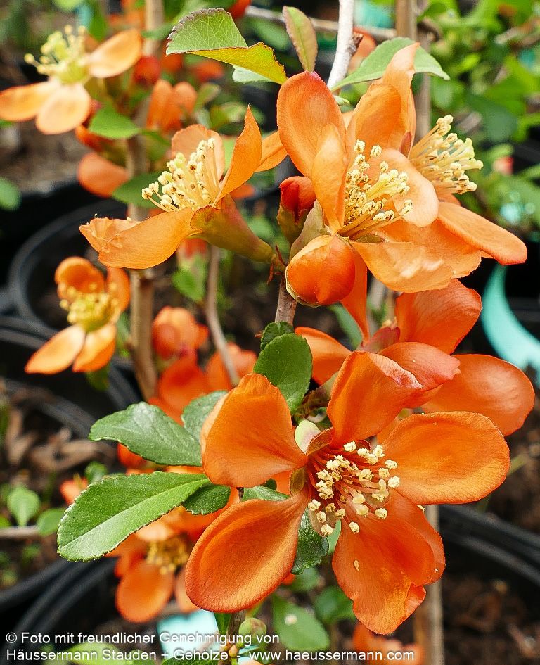 Essbare Zierquitte 'Cido' (Chaenomeles japonica)