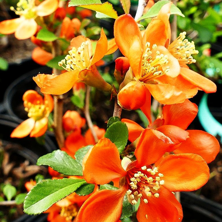 Essbare Zierquitte 'Cido' (Chaenomeles japonica)
