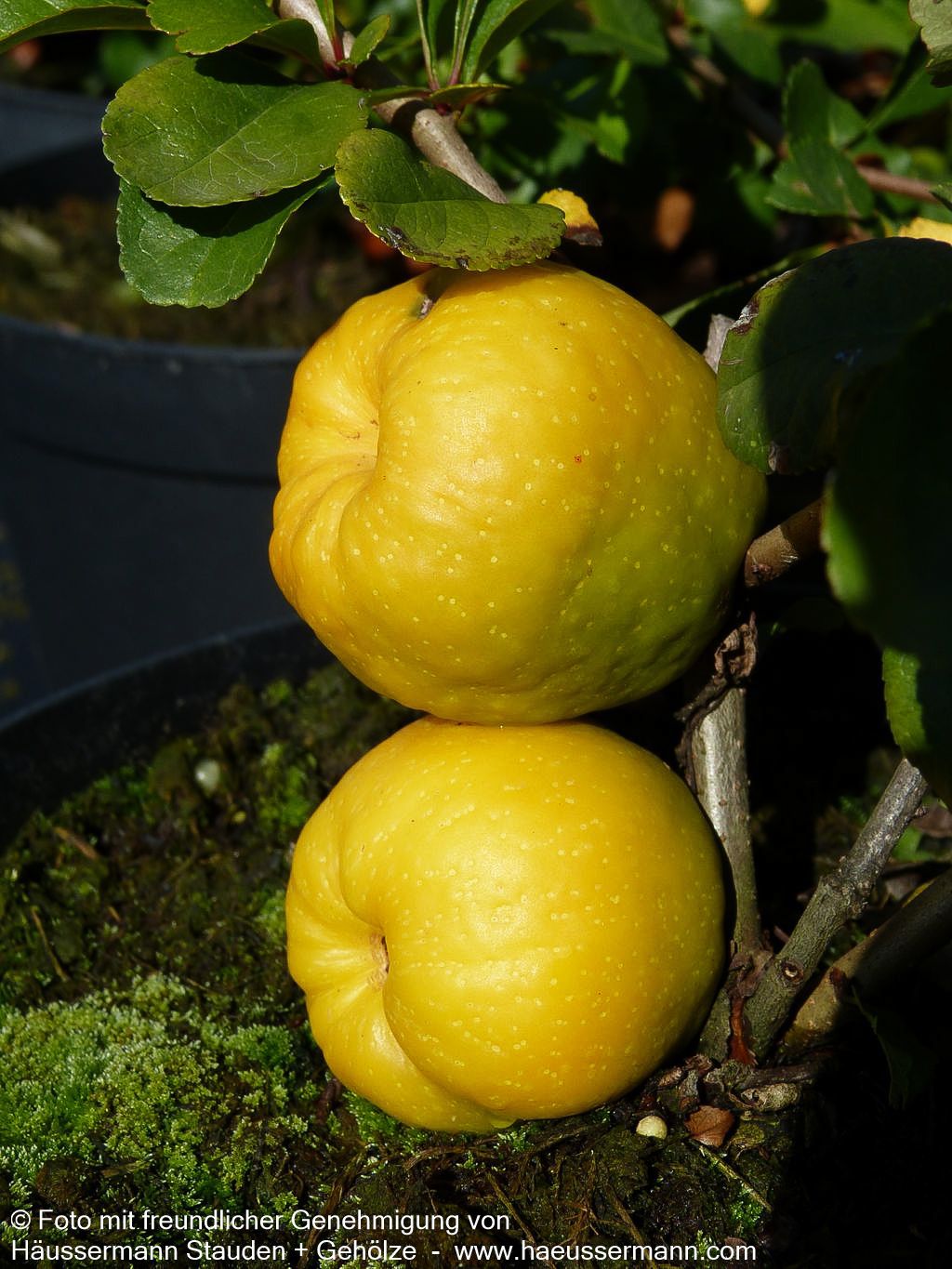 Essbare Zierquitte 'Cido' (Chaenomeles japonica)