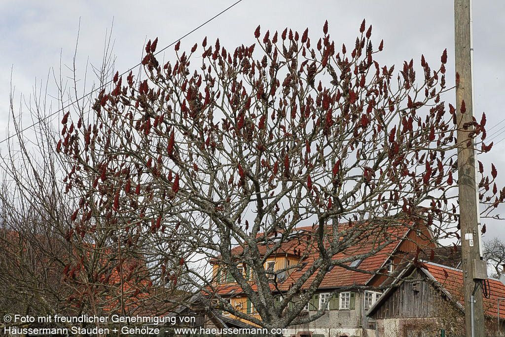 Essigbaum (Rhus typhina)