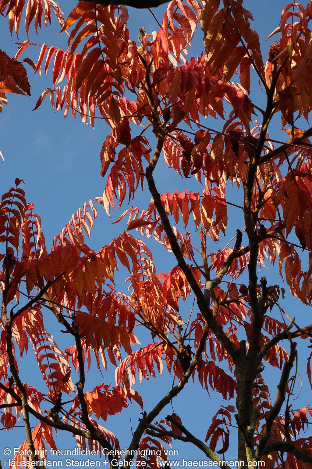 Essigbaum (Rhus typhina)