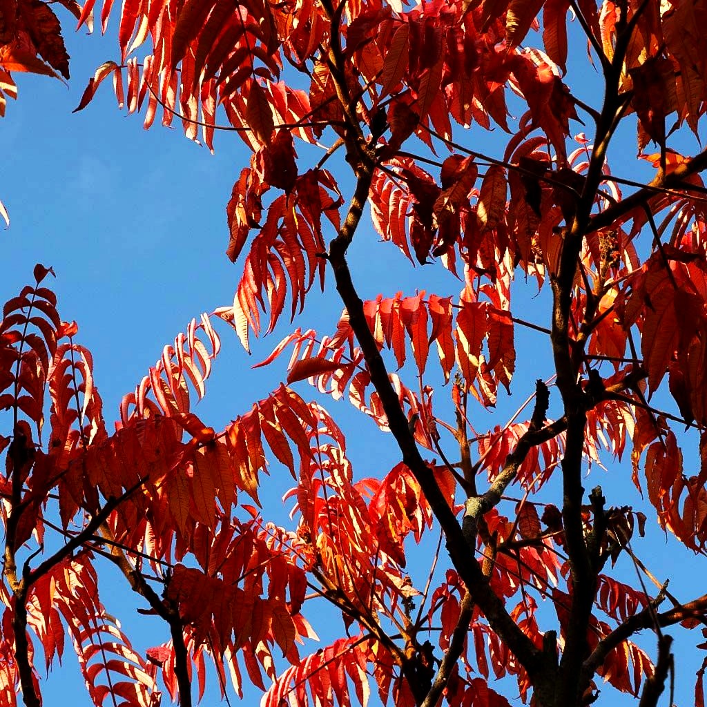 Essigbaum (Rhus typhina)