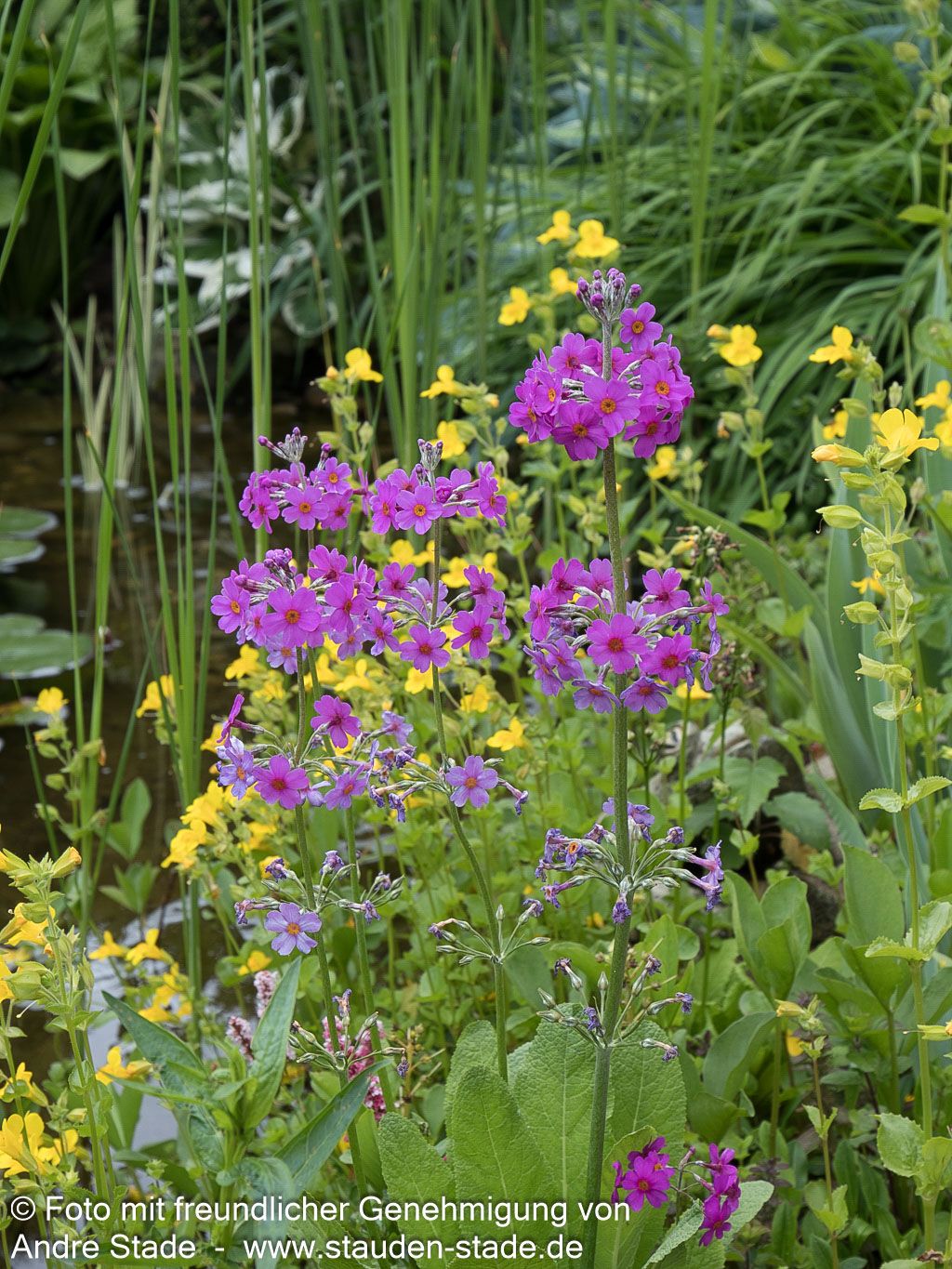 Etagen-Schlüsselblume (Primula beesiana)