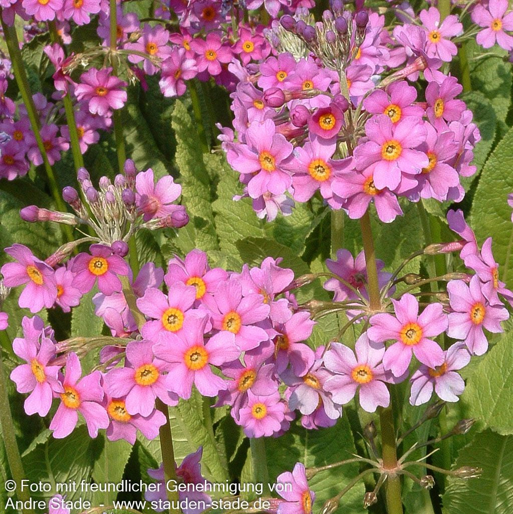 Etagen-Schlüsselblume (Primula beesiana)
