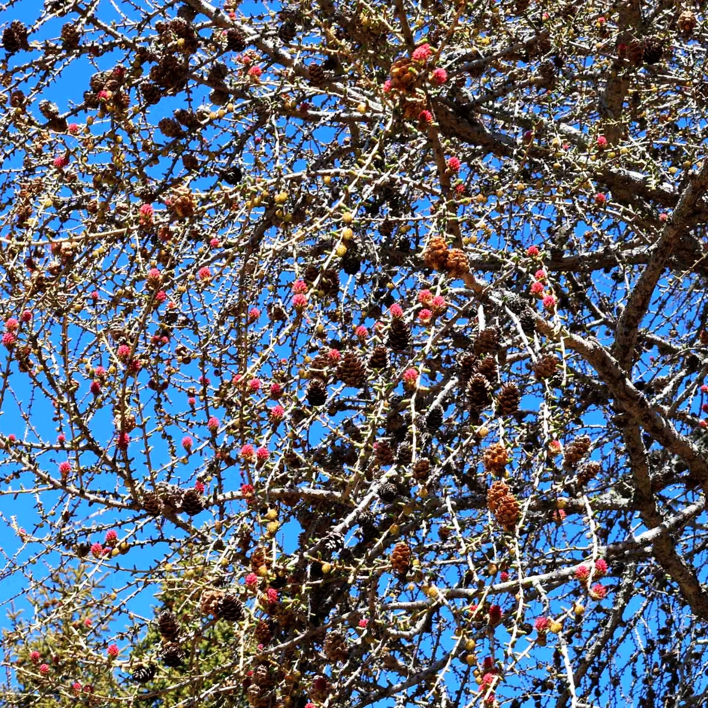 Europäische Lärche (Larix decidua)