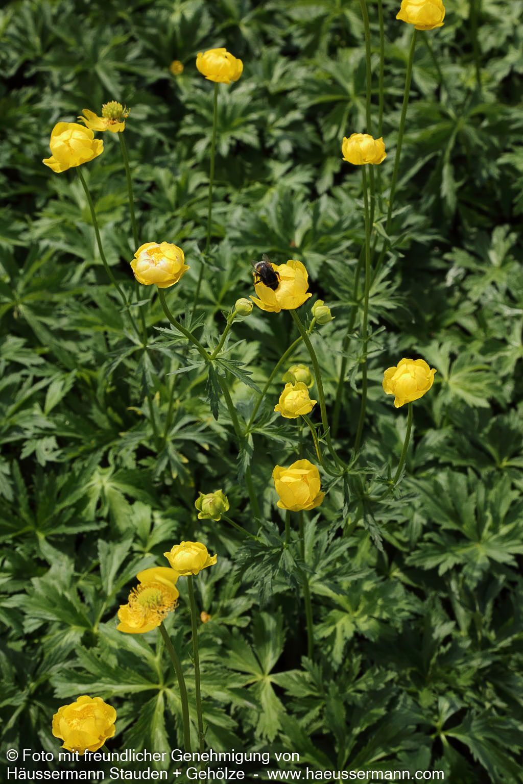 Europäische Trollblume (Trollius europaeus)