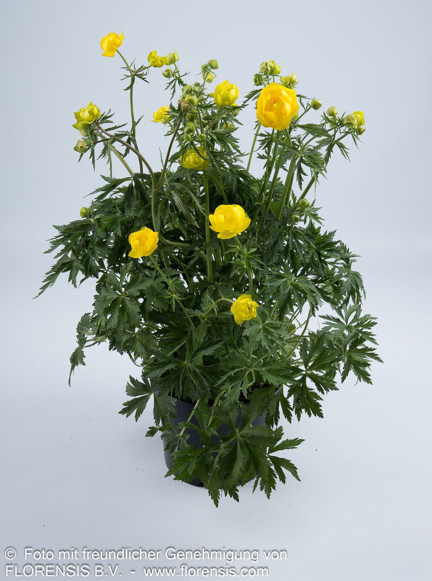Europäische Trollblume (Trollius europaeus)