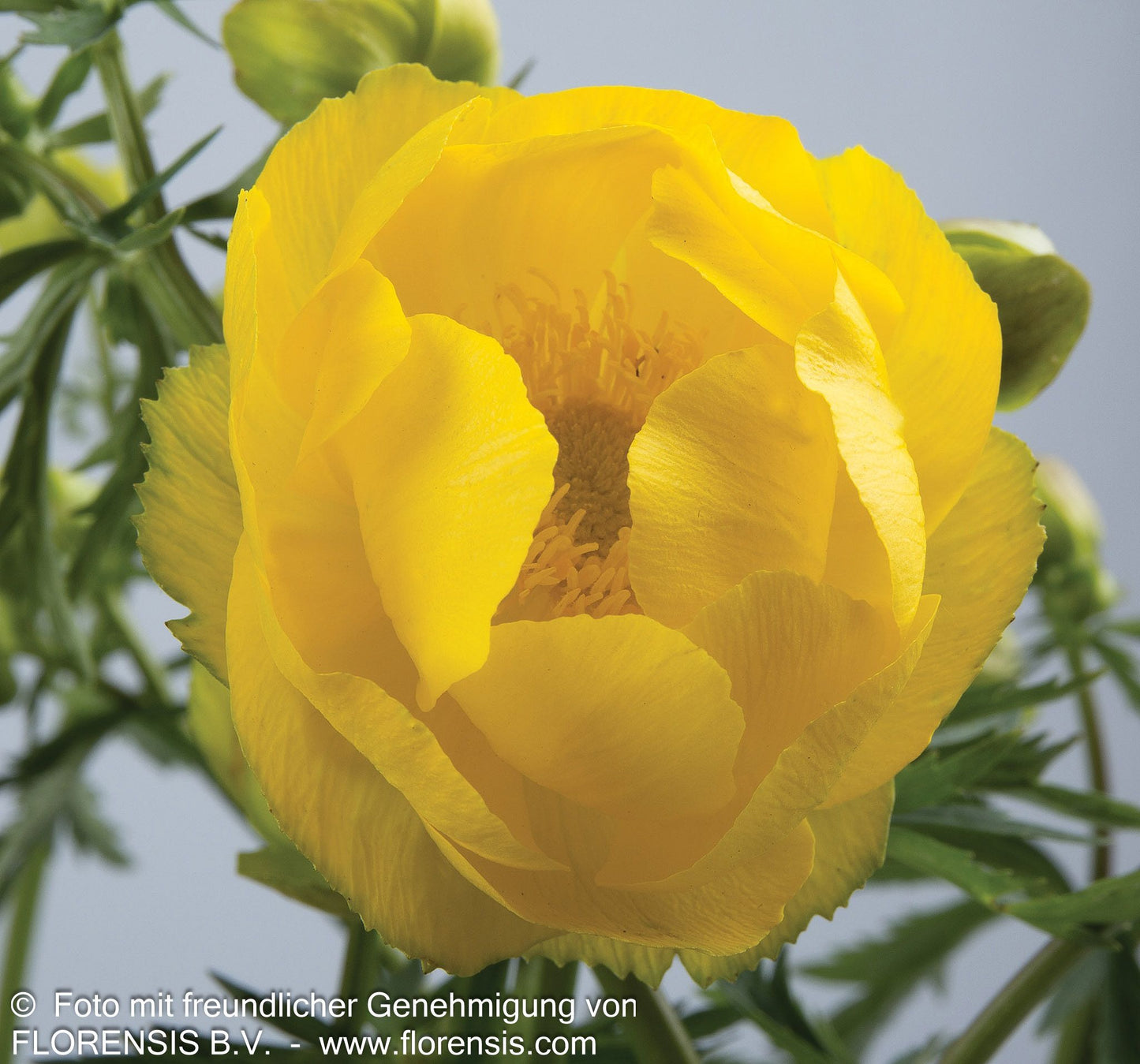 Europäische Trollblume (Trollius europaeus)