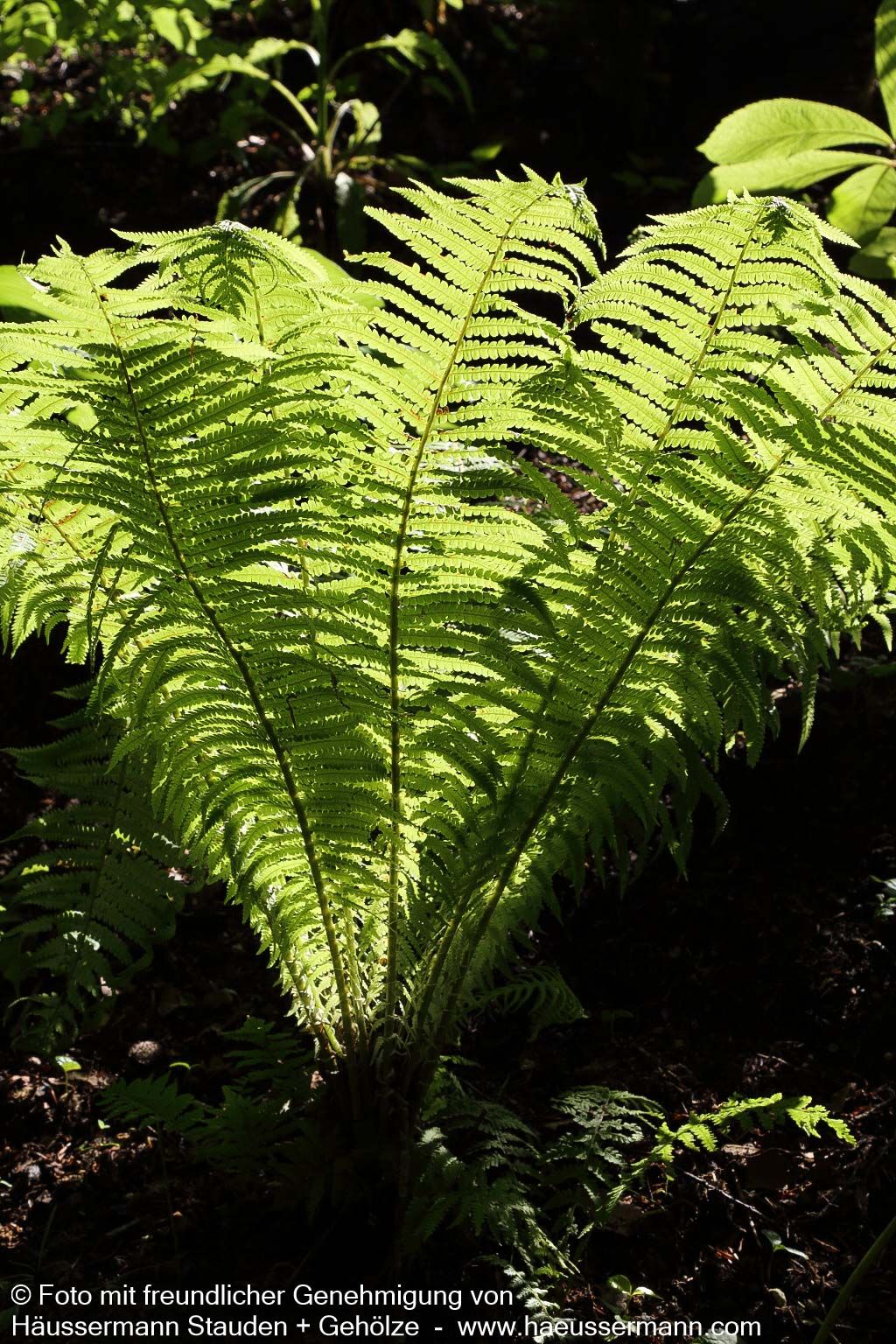 Europäischer Straußenfarn (Matteuccia struthiopteris)