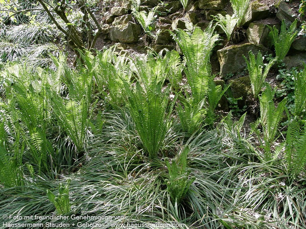 Europäischer Straußenfarn (Matteuccia struthiopteris)