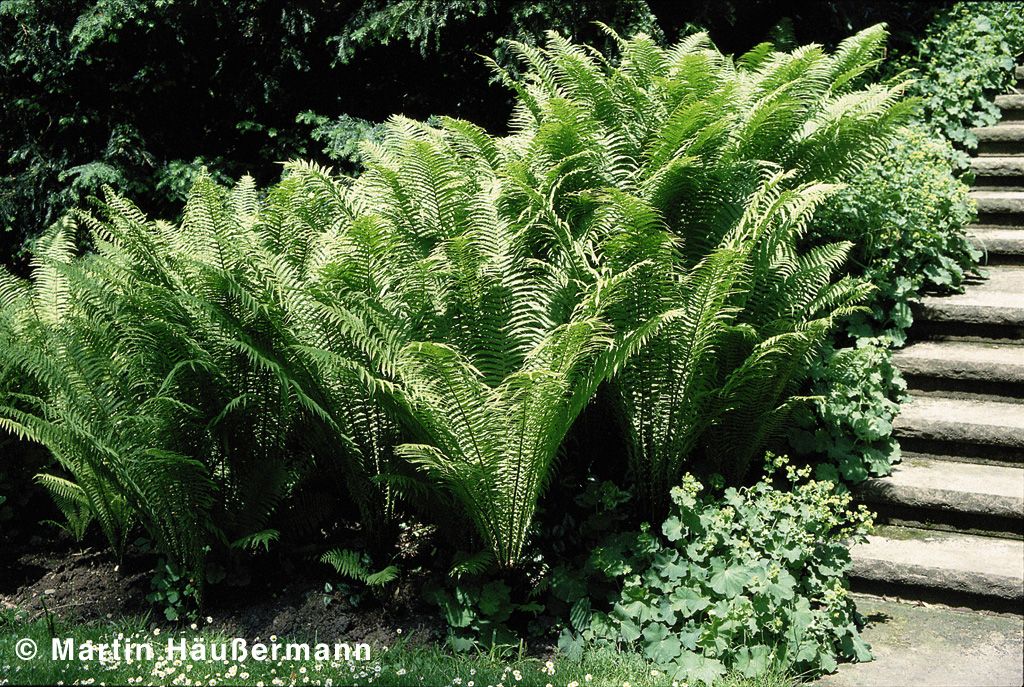 Europäischer Straußenfarn (Matteuccia struthiopteris)