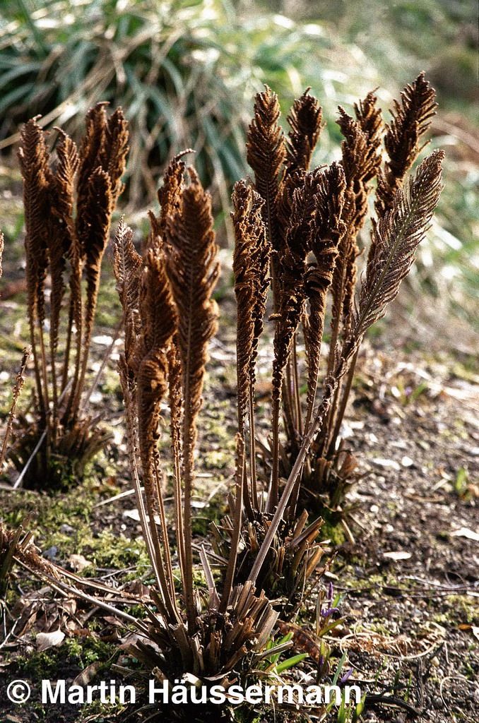 Europäischer Straußenfarn (Matteuccia struthiopteris)