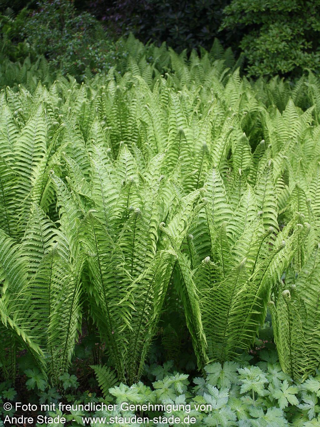 Europäischer Straußenfarn (Matteuccia struthiopteris)