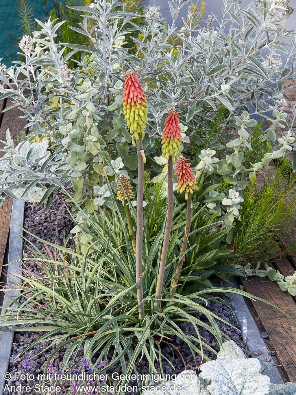 Fackellilie 'Fire Dance' (Kniphofia hirsuta)