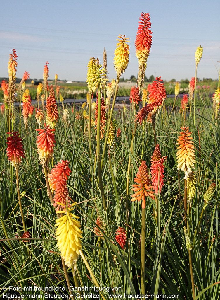 Fackellilie 'Flamenco' (Kniphofia uvaria)