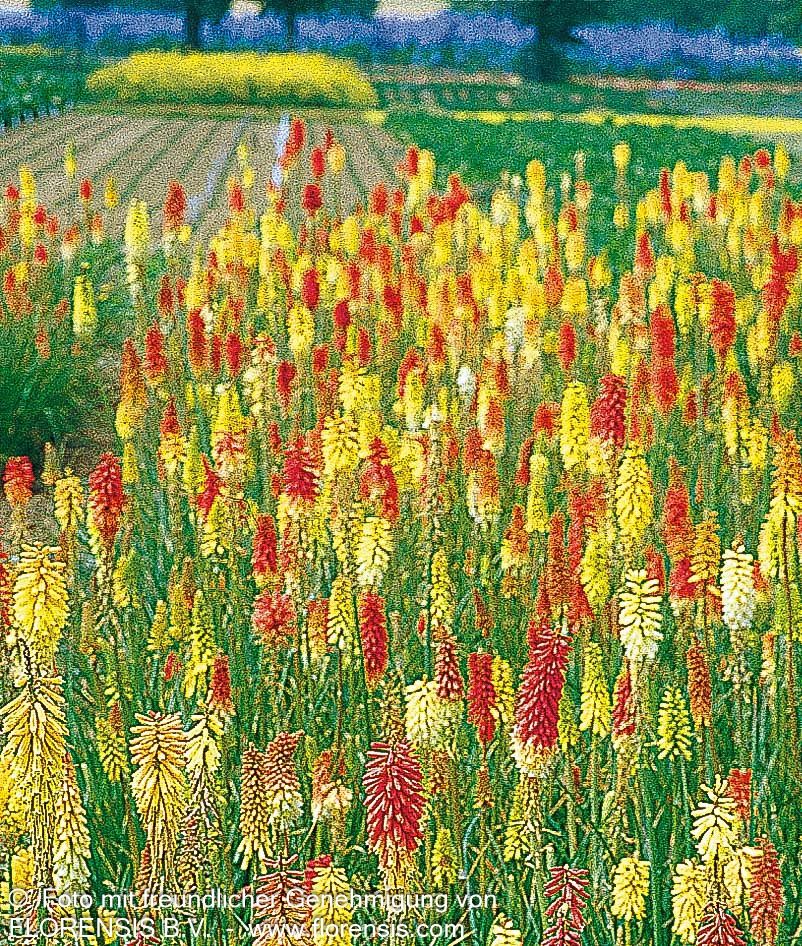 Fackellilie 'Flamenco' (Kniphofia uvaria)