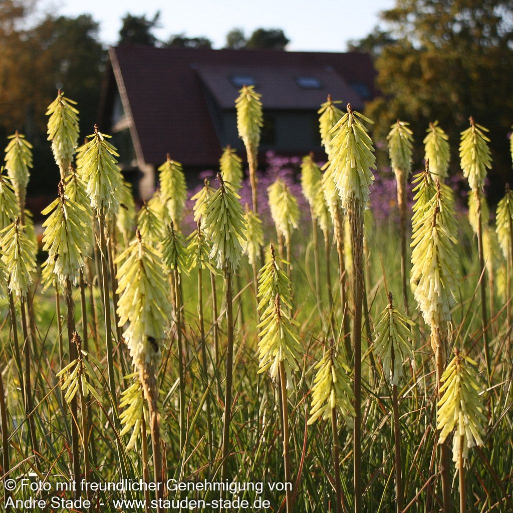 Fackellilie 'Green Jade' (Kniphofia uvaria)