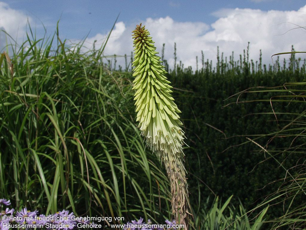 Fackellilie 'Green Jade' (Kniphofia uvaria)