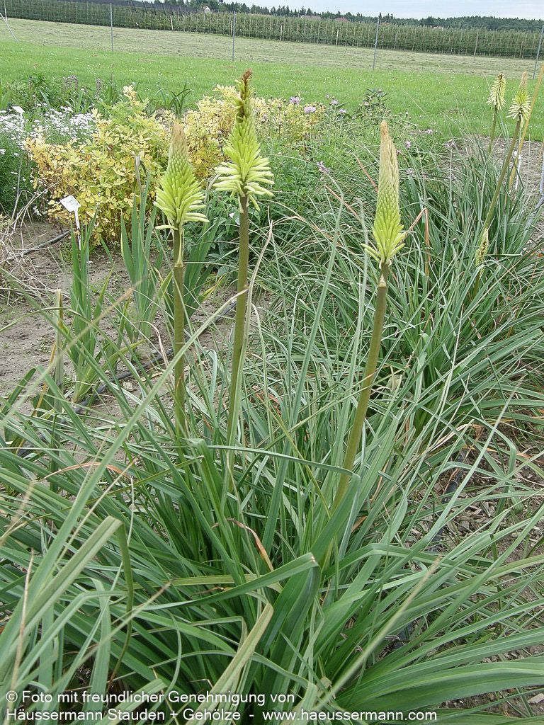 Fackellilie 'Green Jade' (Kniphofia uvaria)