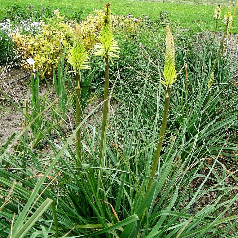 Fackellilie 'Green Jade' (Kniphofia uvaria)