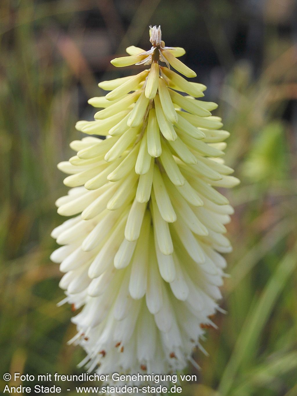 Fackellilie 'Ice Queen' (Kniphofia uvaria)