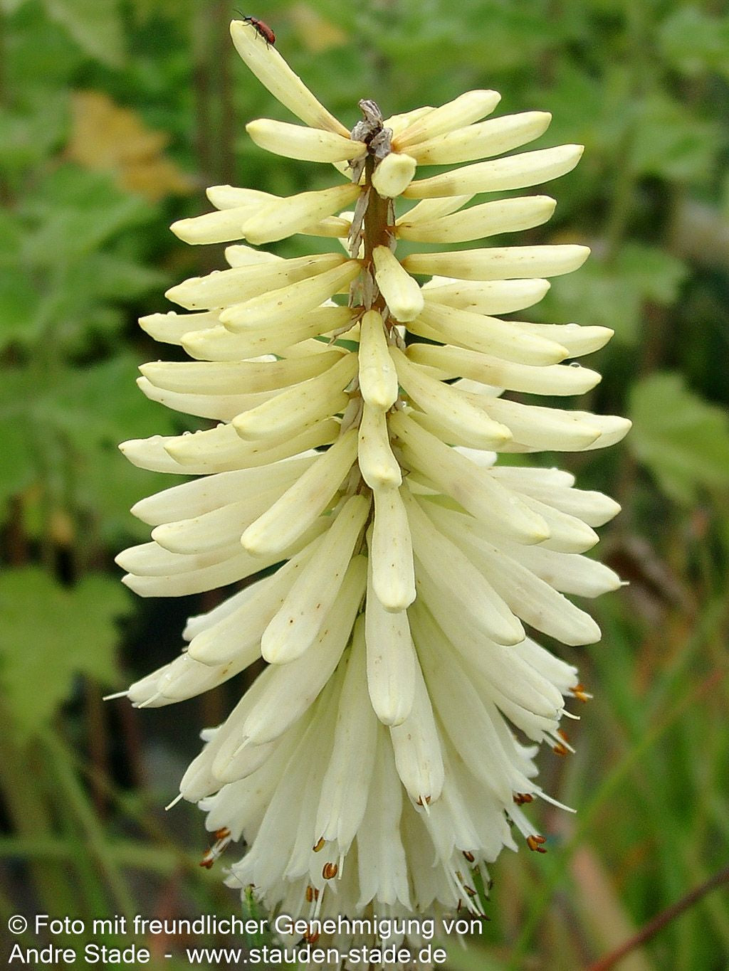 Fackellilie 'Ice Queen' (Kniphofia uvaria)
