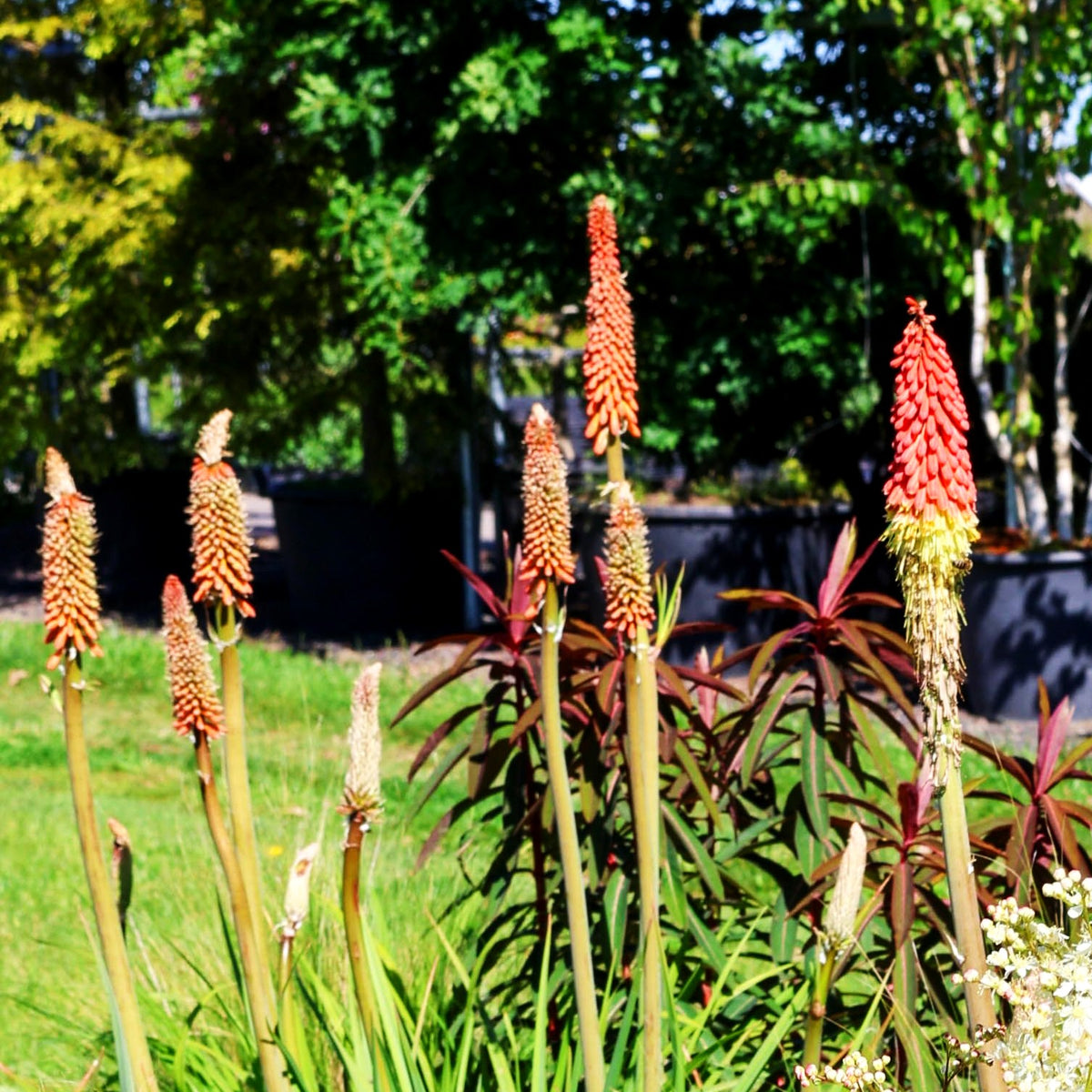 Fackellilie (Kniphofia uvaria)