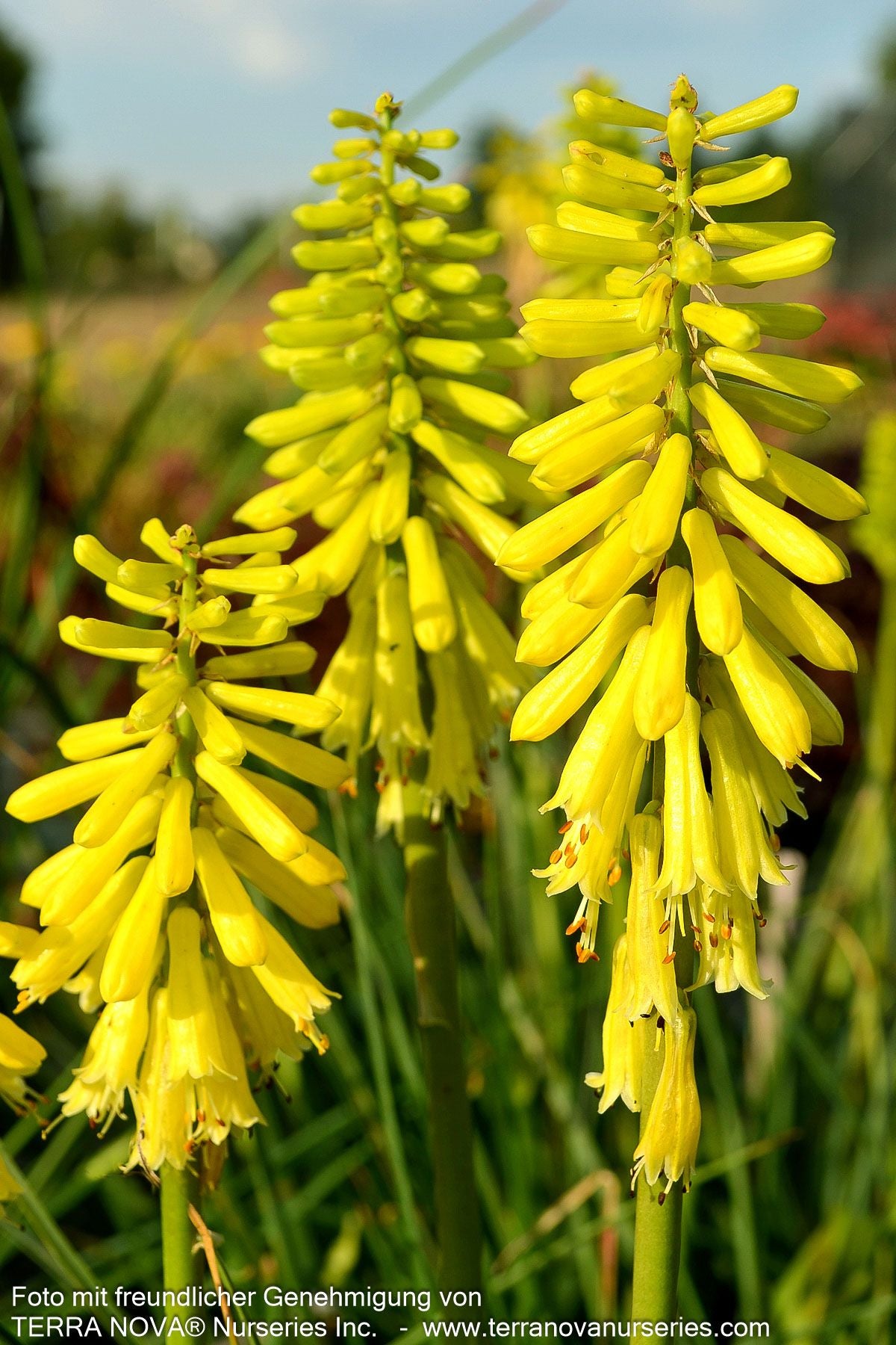 Fackellilie 'Lemon Popsicle' (Kniphofia uvaria)