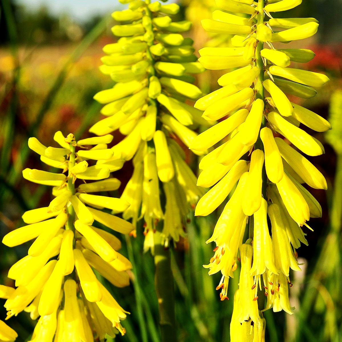 Fackellilie 'Lemon Popsicle' (Kniphofia uvaria)