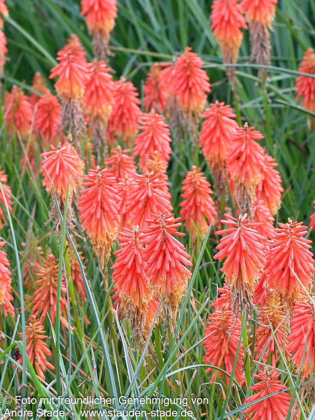 Fackellilie 'Papaya Popsicle' (Kniphofia uvaria)