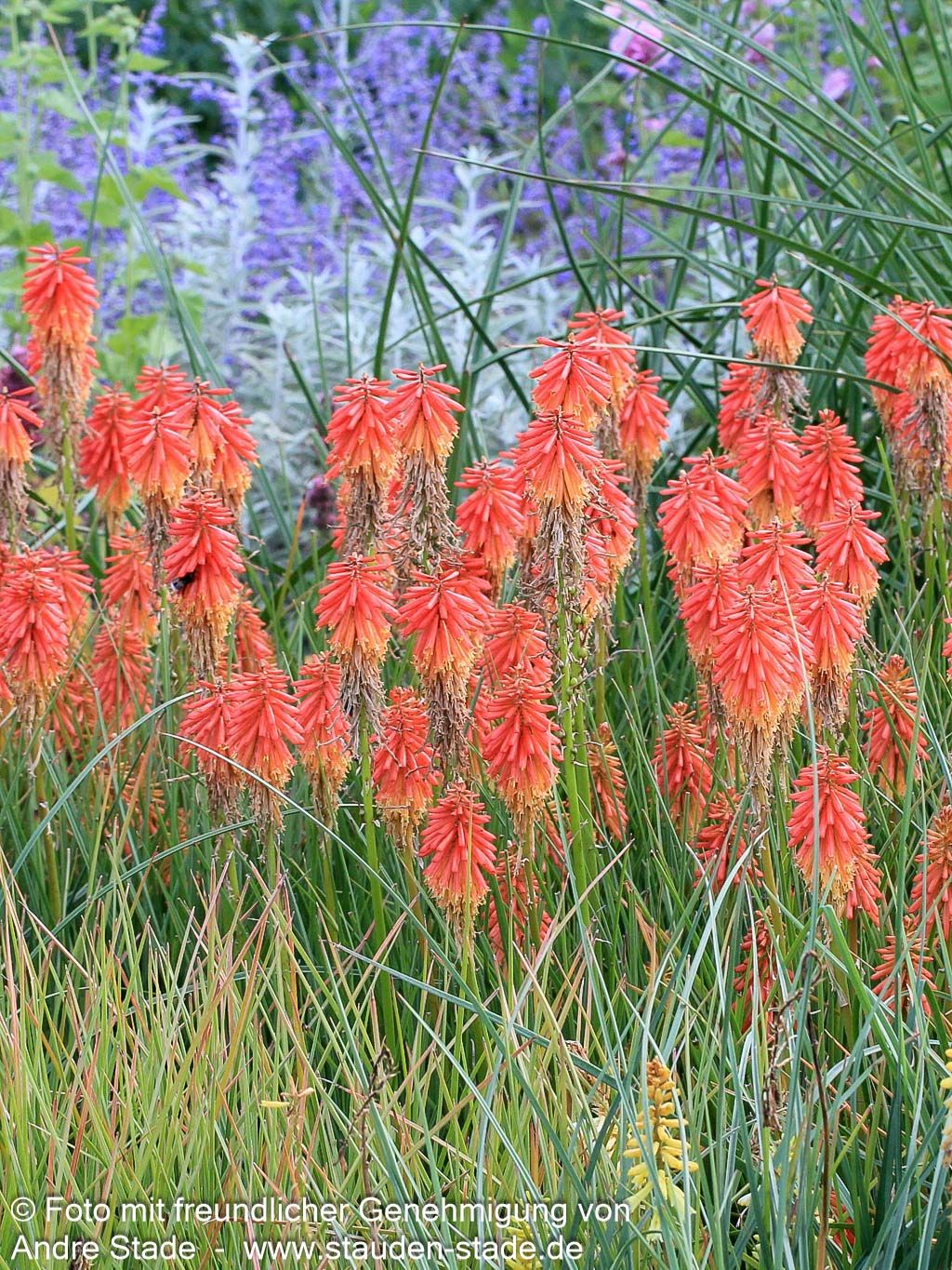 Fackellilie 'Papaya Popsicle' (Kniphofia uvaria)