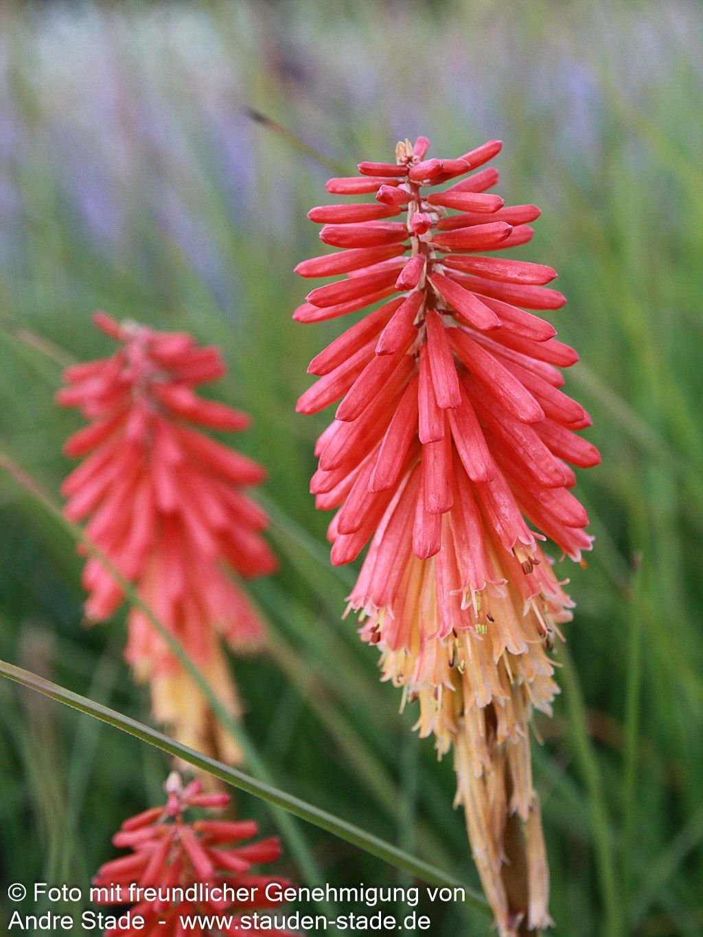 Fackellilie 'Papaya Popsicle' (Kniphofia uvaria)