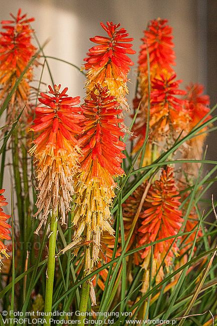 Fackellilie 'Papaya Popsicle' (Kniphofia uvaria)