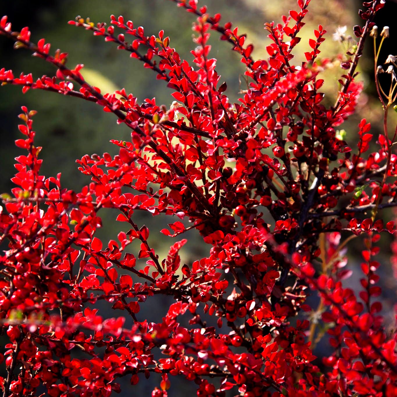 Fächer-Zwergmispel (Cotoneaster horizontalis)