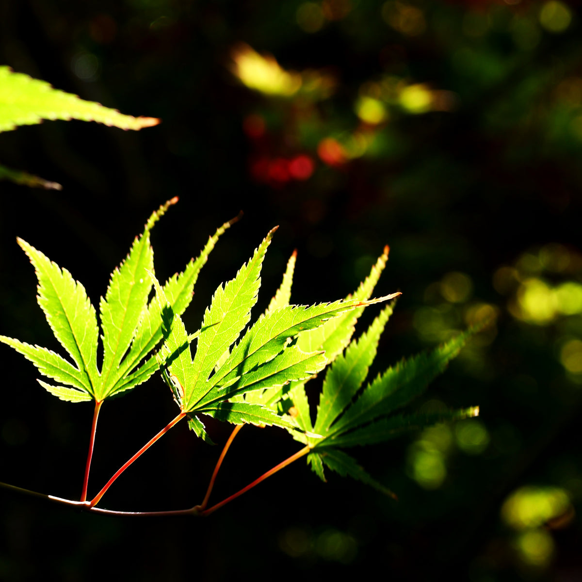 Fächerahorn 'Masu-kagami' (Acer palmatum)