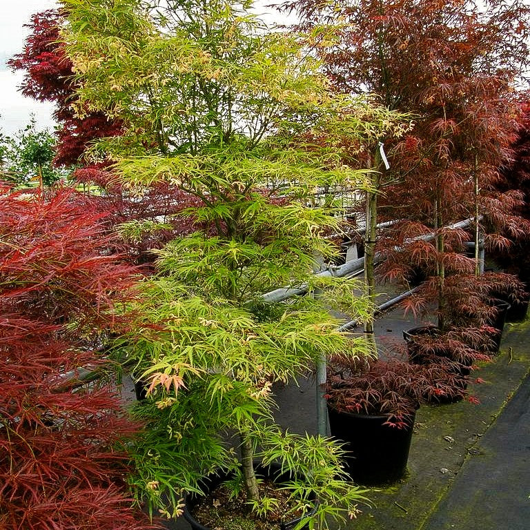 Fächerahorn 'Scolopendriifolium' (Acer palmatum)