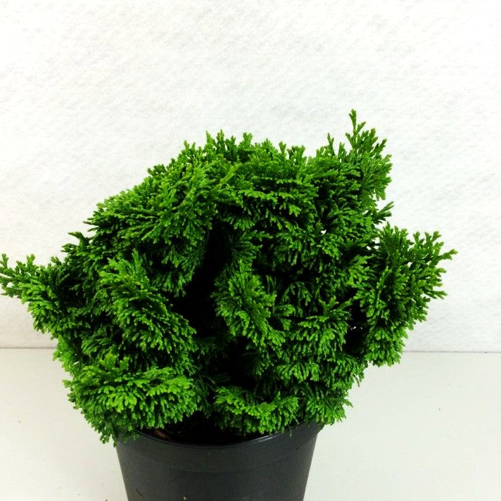 Fächerblatt-Scheinzypresse 'Kosteri' (Chamaecyparis obtusa)