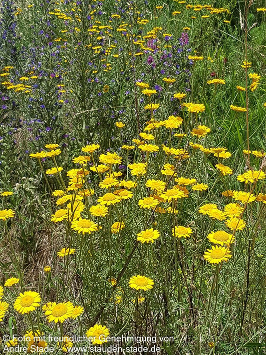 Färber-Hundskamille (Anthemis tinctoria)