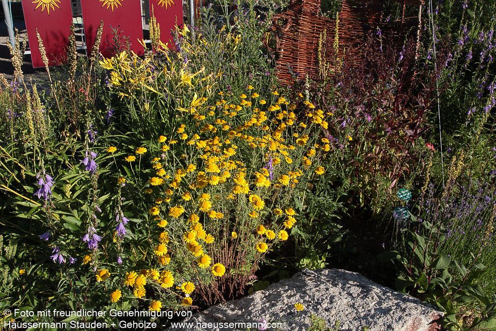 Färber-Hundskamille (Anthemis tinctoria)