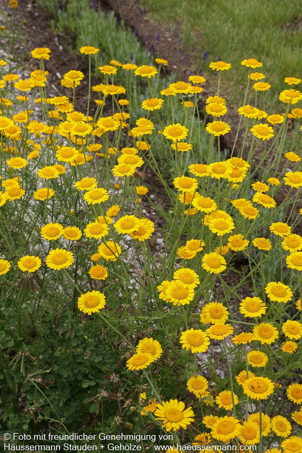Färber-Hundskamille (Anthemis tinctoria)