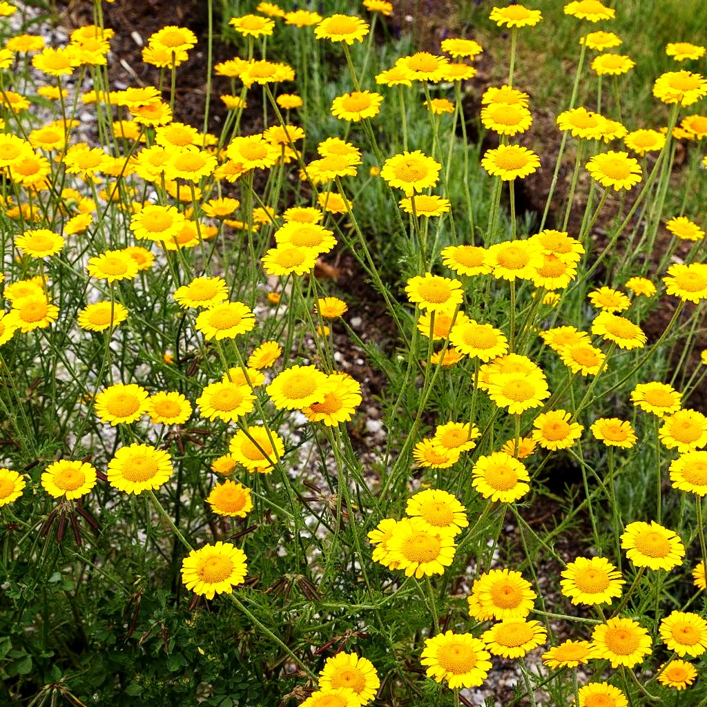 Färber-Hundskamille (Anthemis tinctoria)