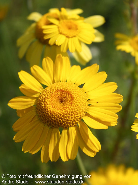 Färber-Hundskamille 'Kelwayi' (Anthemis tinctoria)