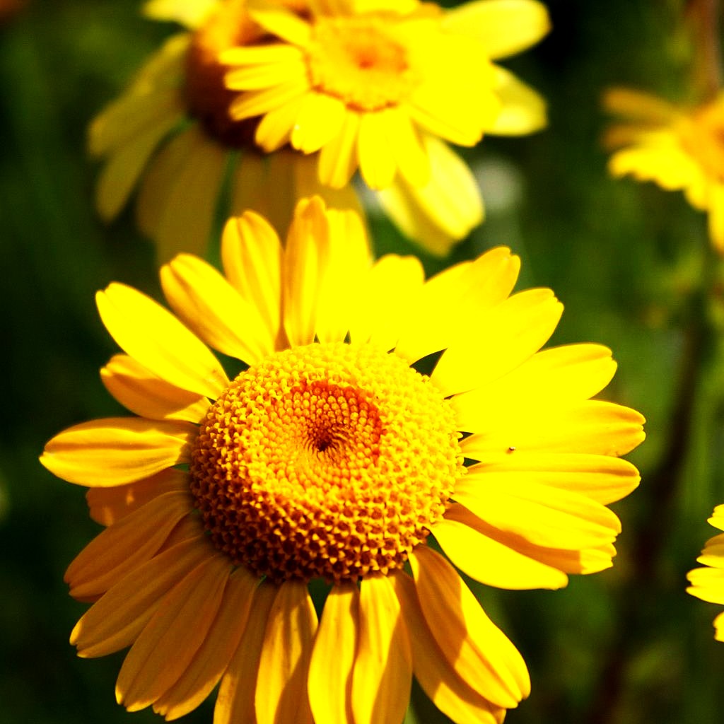 Färber-Hundskamille 'Kelwayi' (Anthemis tinctoria)