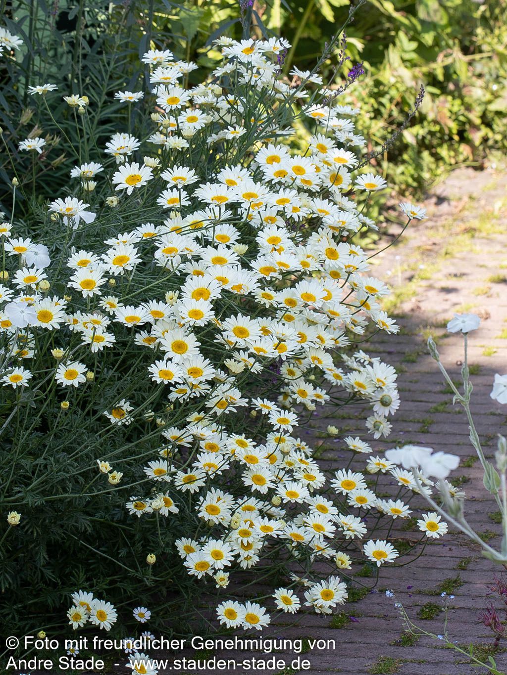 Färber-Hundskamille 'Sauce Hollandaise' (Anthemis tinctoria)