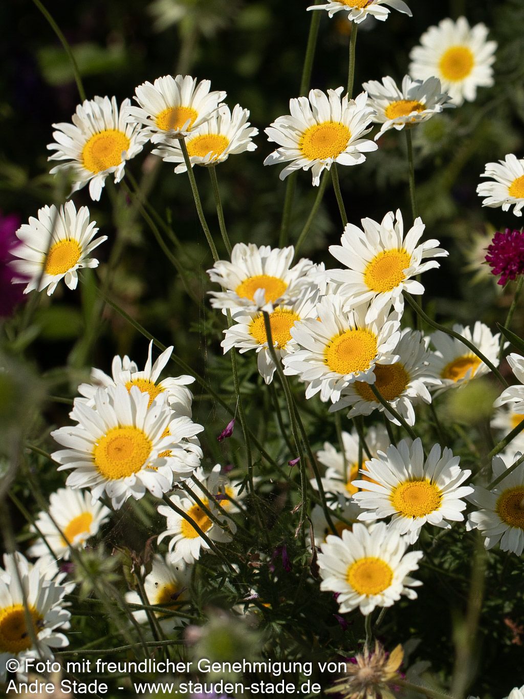 Färber-Hundskamille 'Sauce Hollandaise' (Anthemis tinctoria)