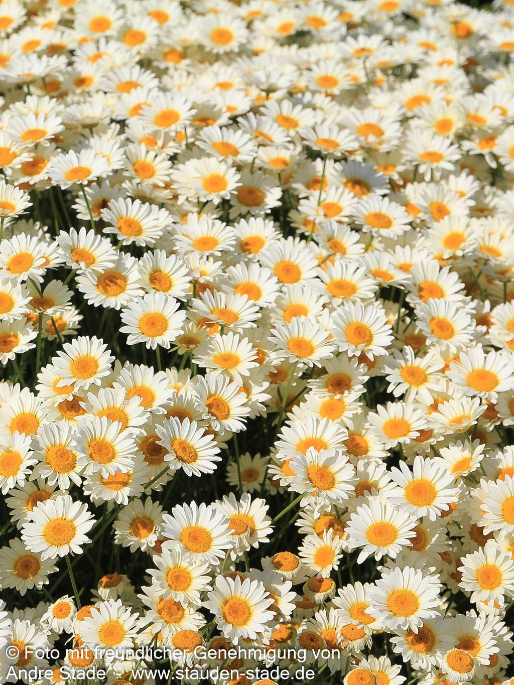 Färber-Hundskamille 'Sauce Hollandaise' (Anthemis tinctoria)