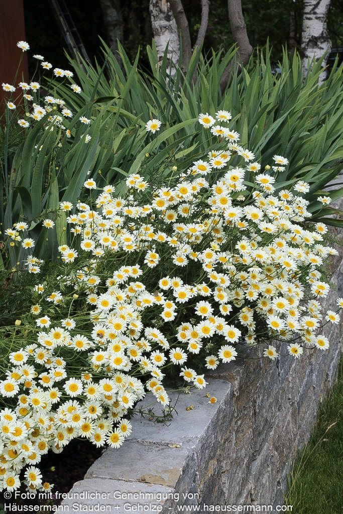 Färber-Hundskamille 'Sauce Hollandaise' (Anthemis tinctoria)