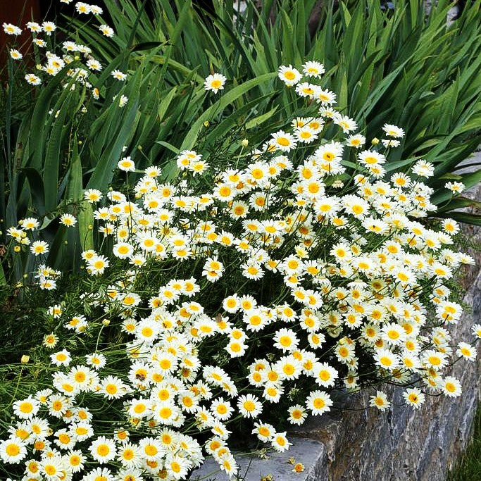 Färber-Hundskamille 'Sauce Hollandaise' (Anthemis tinctoria)