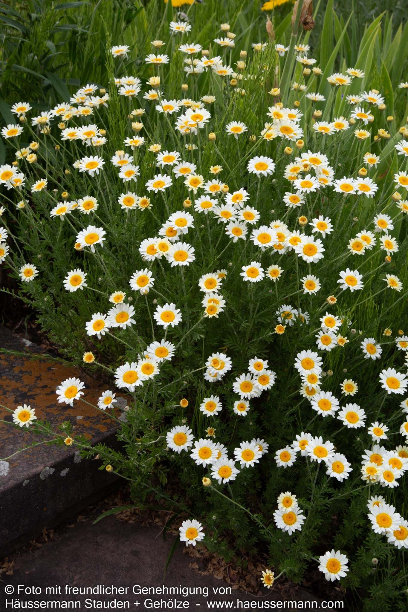 Färber-Hundskamille 'Sauce Hollandaise' (Anthemis tinctoria)
